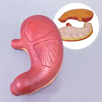 הבטן מודל הבטן אנטומיה מוגדל מודל במערכת העיכול האנושית בדופן הבטן רירית הוושט מבנה מערכת העיכול